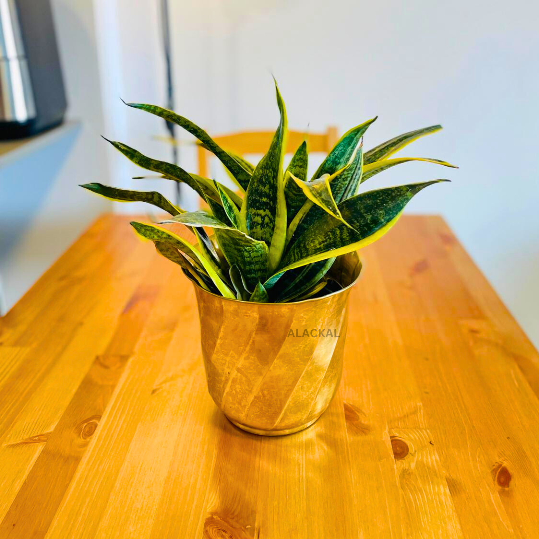 BRASS PLANTER FOR INDOOR PLANTS – Alackal Bell Metals