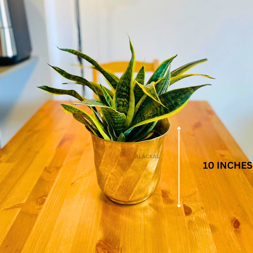 BRASS PLANTER FOR INDOOR PLANTS